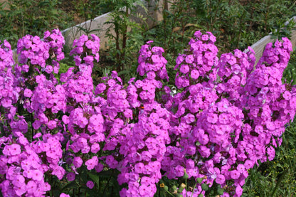 Phlox maculata 'Rosalinde' (Garten-Flammenblume)