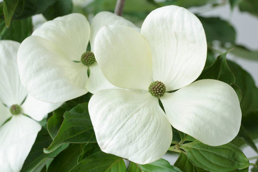 Cornus kousa 'Venus' ® Japanischer Blumen-Hartriegel