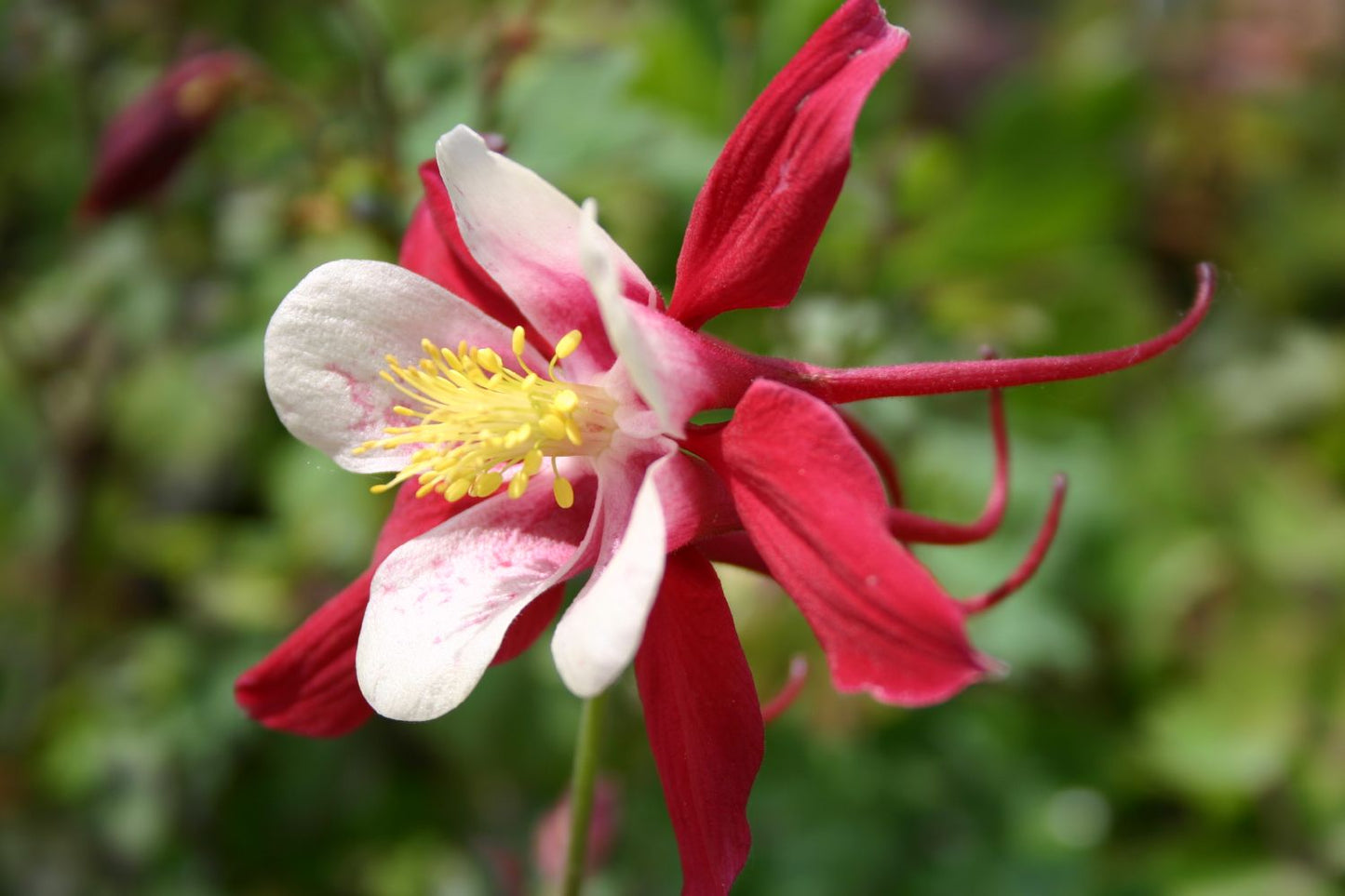 Aquilegia x caerulea 'Crimson Star' Langspornige Garten-Akelei