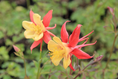 Aquilegia x caerulea 'Crimson Star' (Langspornige Garten-Akelei)