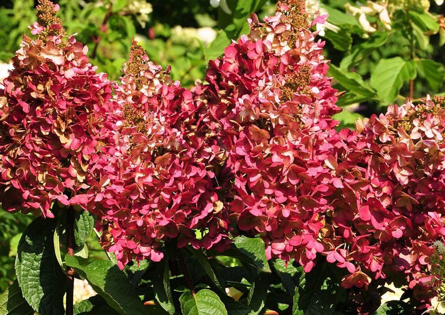 Hydrangea paniculata 'Wim's Red' ® Rispenhortensie