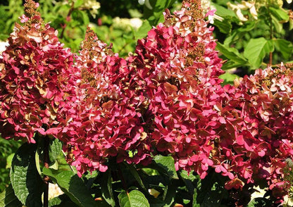 Hydrangea paniculata 'Wim's Red' ® Rispenhortensie