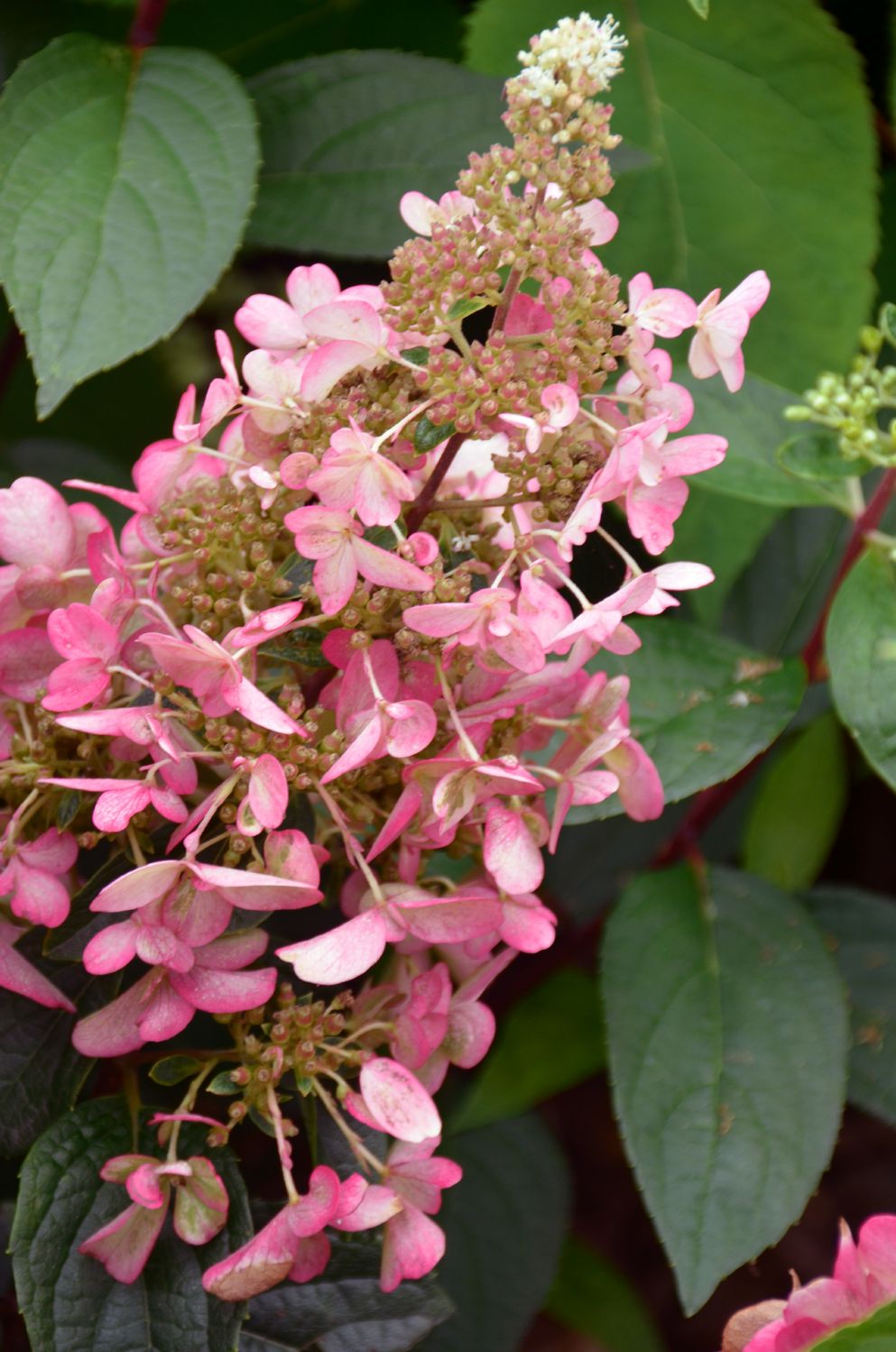 Hydrangea paniculata 'Wim's Red' ® (Rispenhortensie)