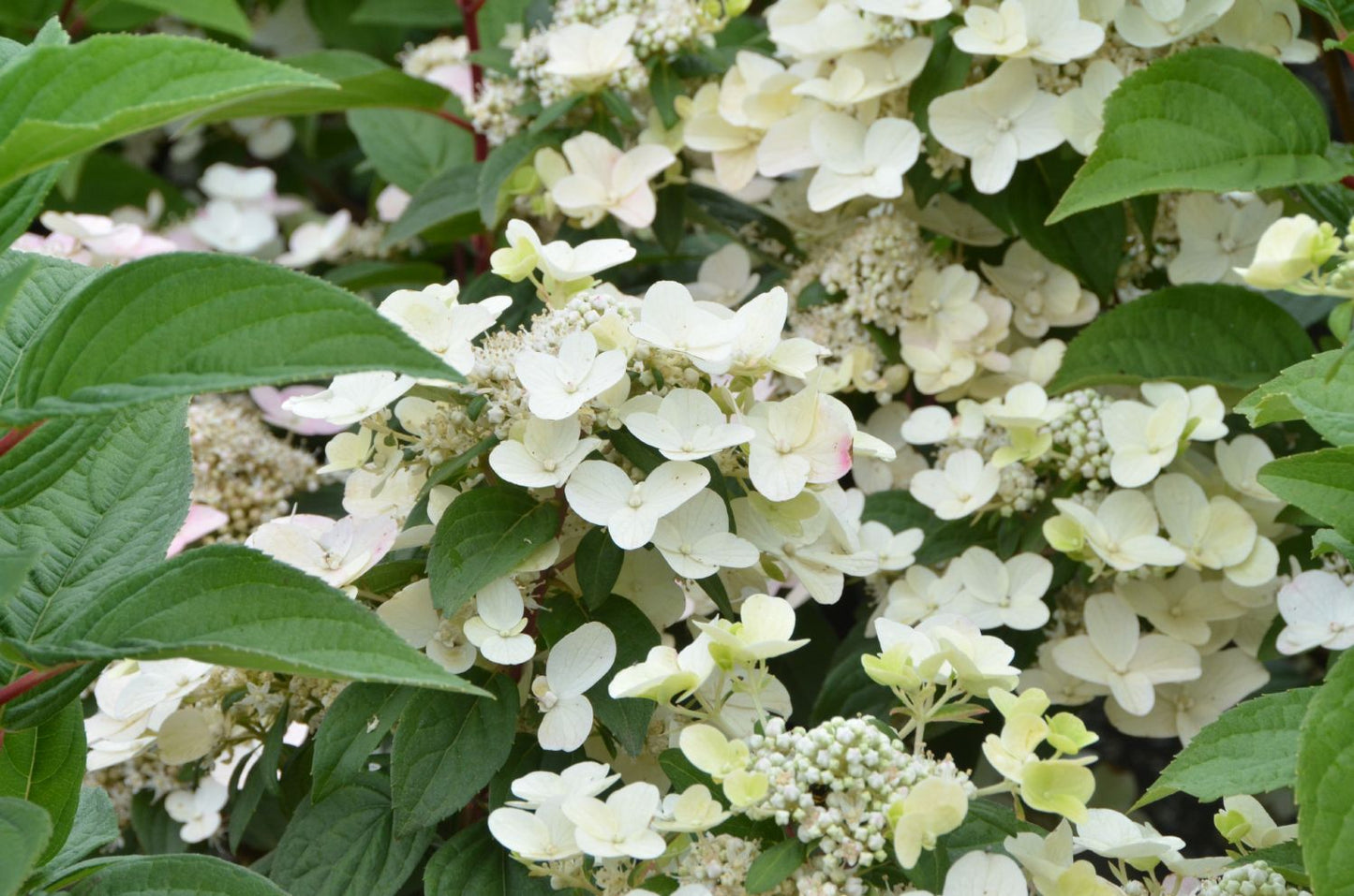 Hydrangea paniculata 'Wim's Red' ® (Rispenhortensie)