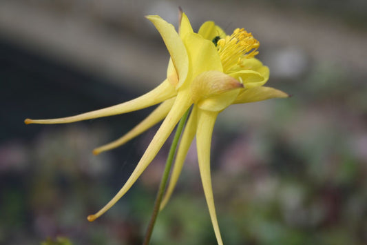 Aquilegia chrysantha 'Yellow Queen' Langspornige Garten-Akelei