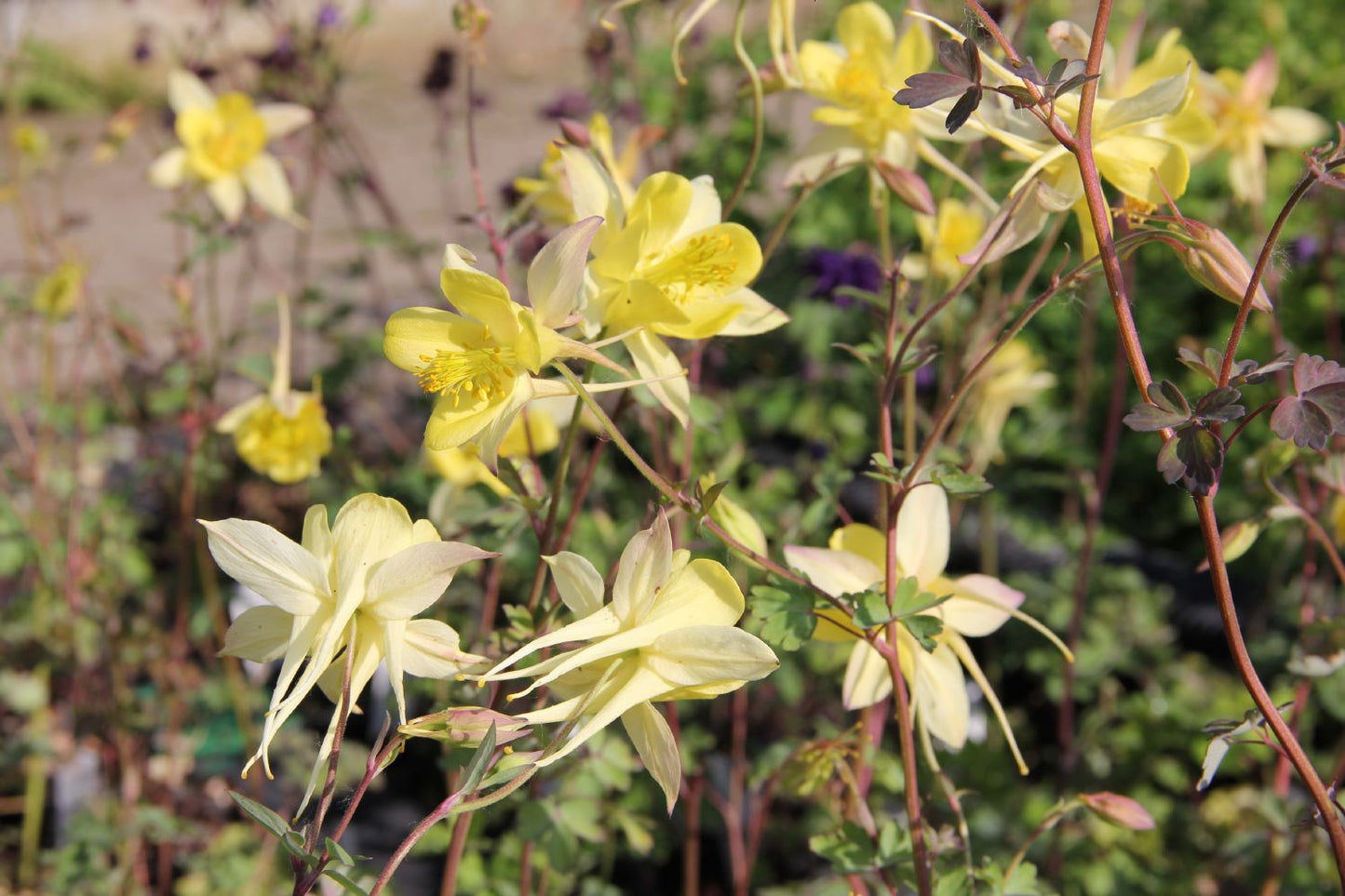 Aquilegia chrysantha 'Yellow Queen' (Langspornige Garten-Akelei)
