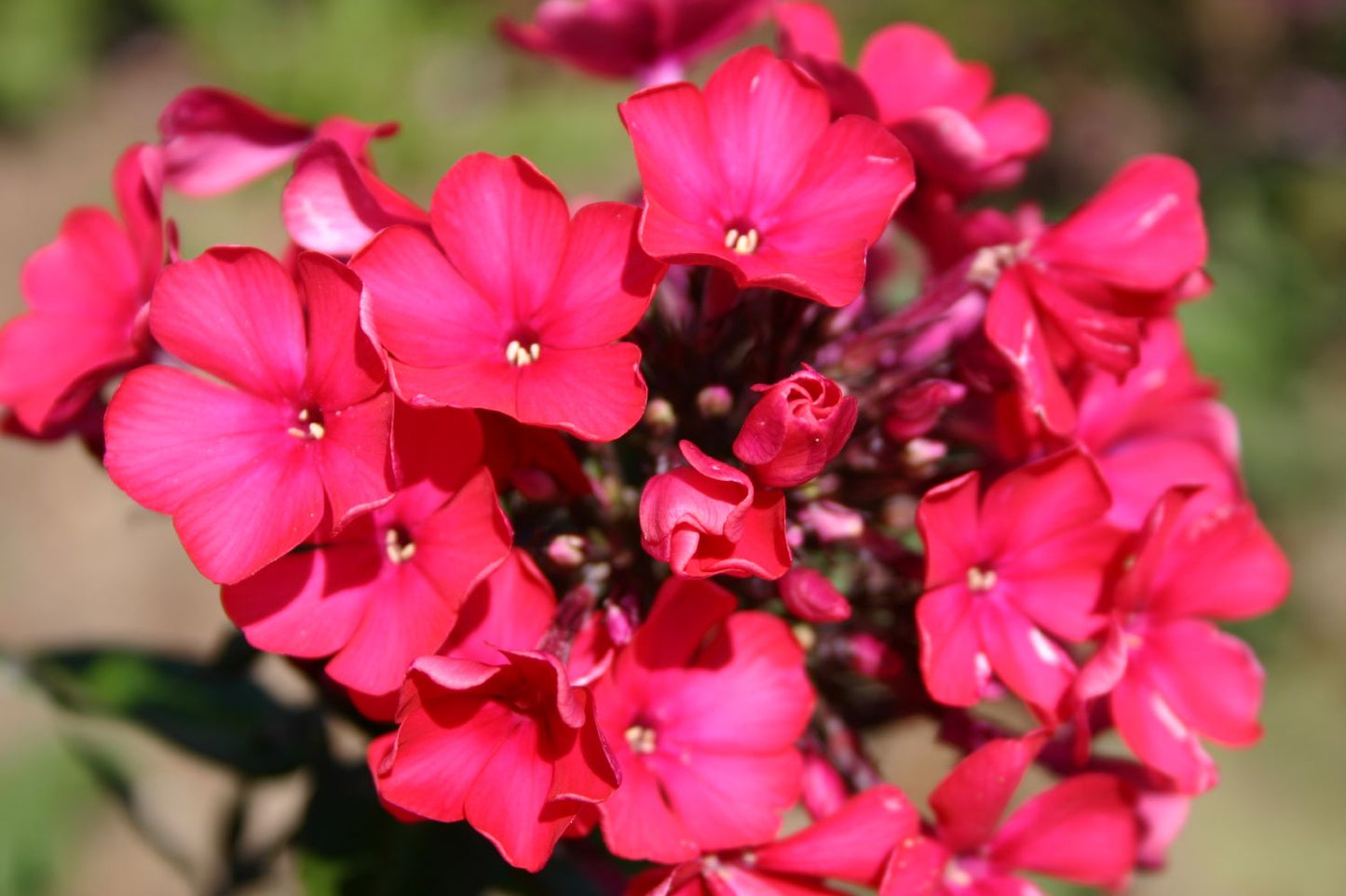 Phlox paniculata 'Starfire' (Hohe Garten-Flammenblume) – Gräfin von ...