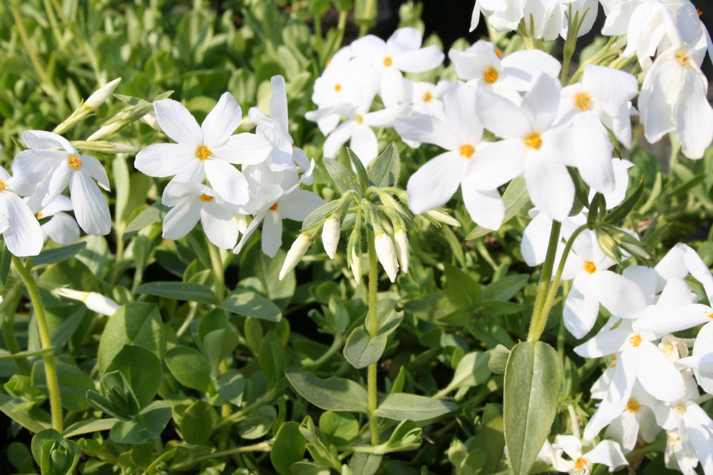 Phlox stolonifera 'Ariane' Kanadische Garten-Flammenblume