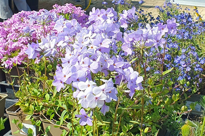 Phlox stolonifera 'Blue Ridge' Kanadische Garten-Flammenblume