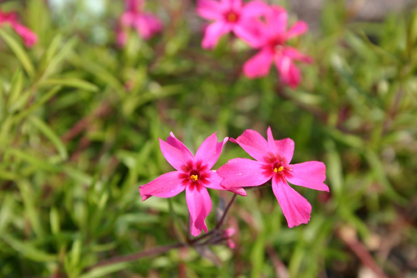 Phlox subulata 'Scarlet Flame' Garten-Teppich-Flammenblume