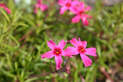 Phlox subulata 'Scarlet Flame' Garten-Teppich-Flammenblume
