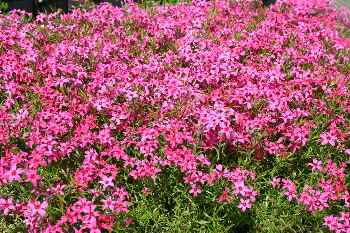 Phlox subulata 'Scarlet Flame' (Garten-Teppich-Flammenblume)