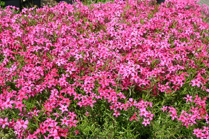 Phlox subulata 'Scarlet Flame' (Garten-Teppich-Flammenblume)