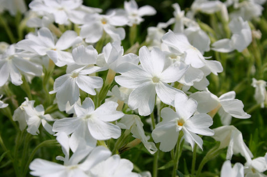 Phlox subulata 'White Delight' Garten-Teppich-Flammenblume