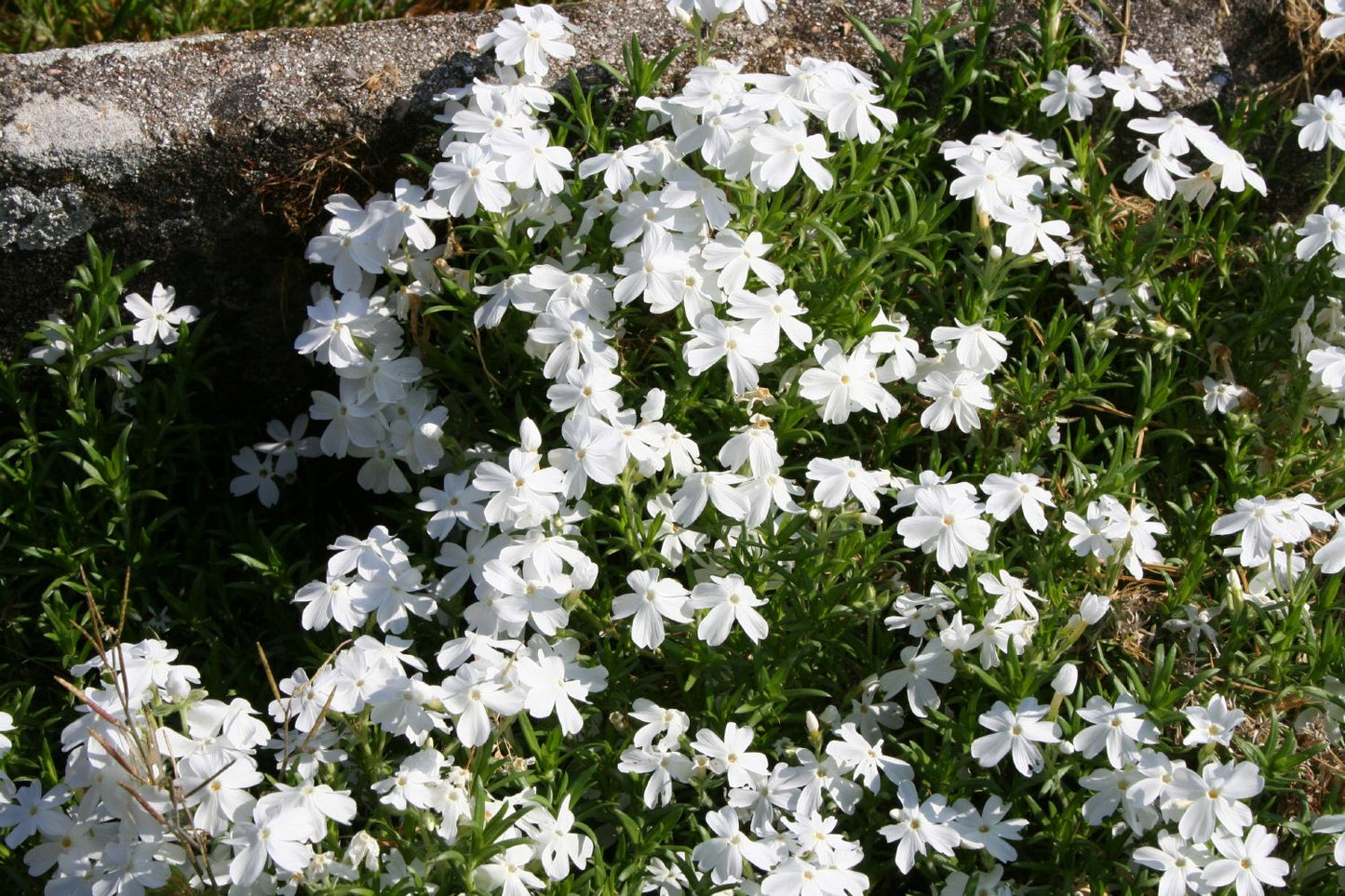 Phlox subulata 'White Delight' (Garten-Teppich-Flammenblume)