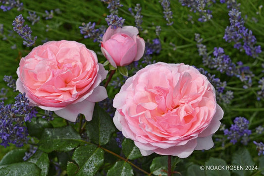 Rose 'Darling' ® Beetrose