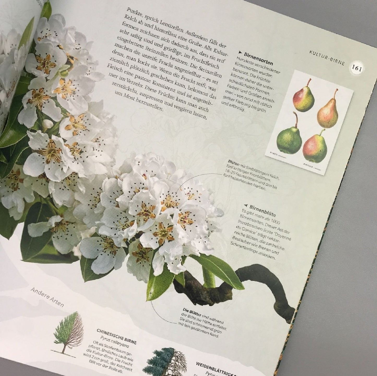 Alles über Bäume (Eine Natur- und Kulturgeschichte)