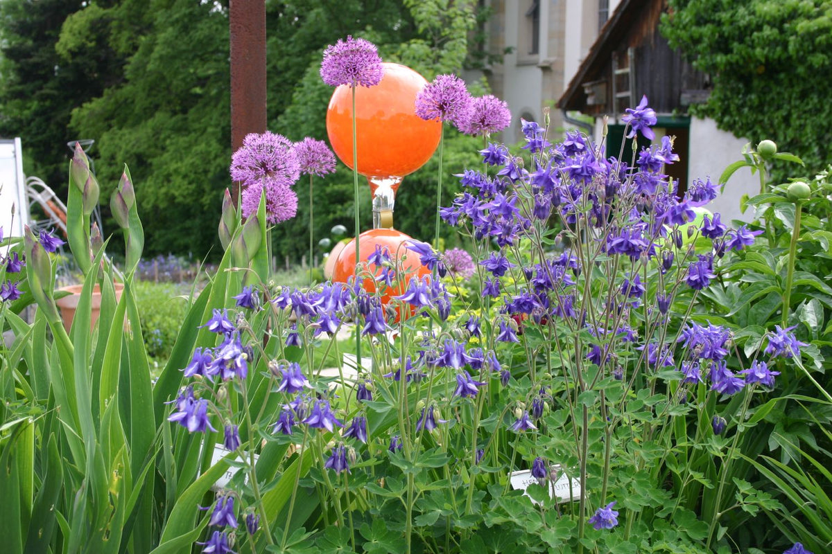 Aquilegia vulgaris (Kurzspornige Akelei) - P 0,5