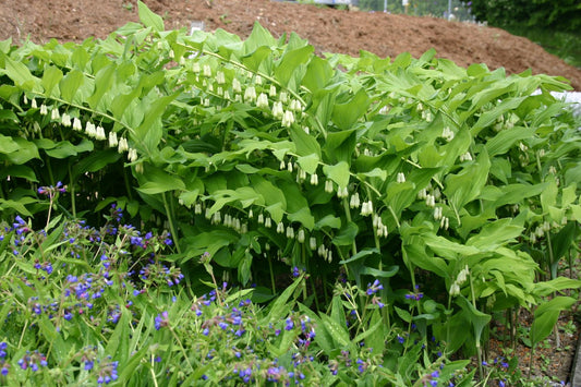Polygonatum multiflorum Vielblütiger Salomonssiegel