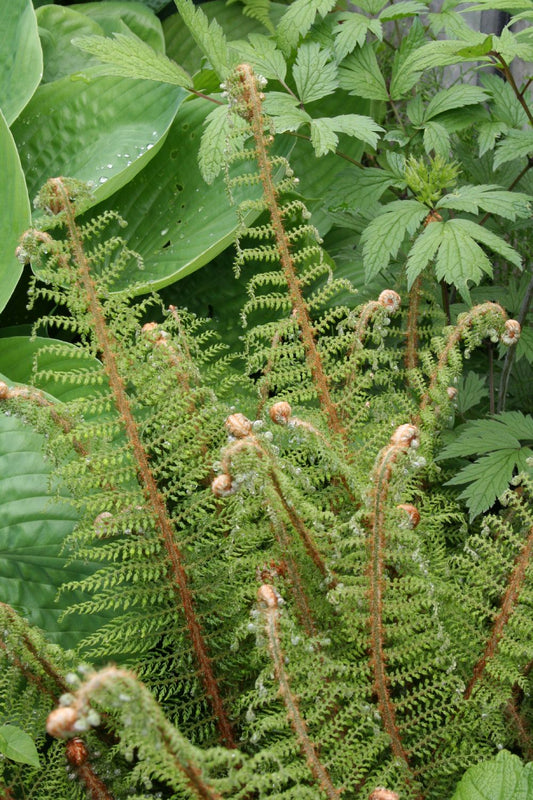 Polystichum setiferum 'Proliferum' Schmaler Garten-Filigranfarn