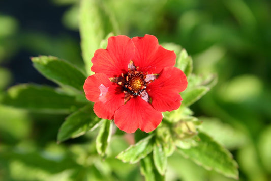 Potentilla atrosanguinea 'Gibson's Scarlet' Garten-Fingerkraut