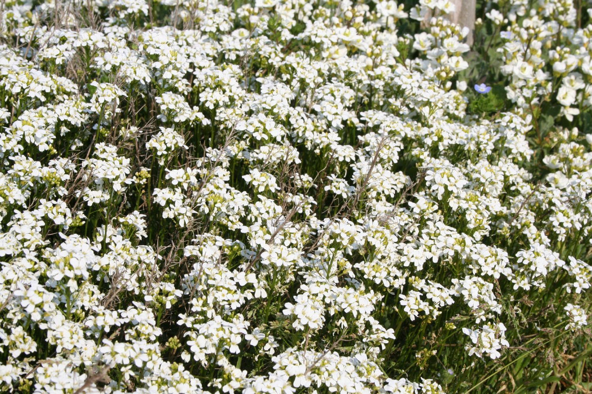 Arabis procurrens 'Neuschnee' (Gänsekresse) - P 0,5
