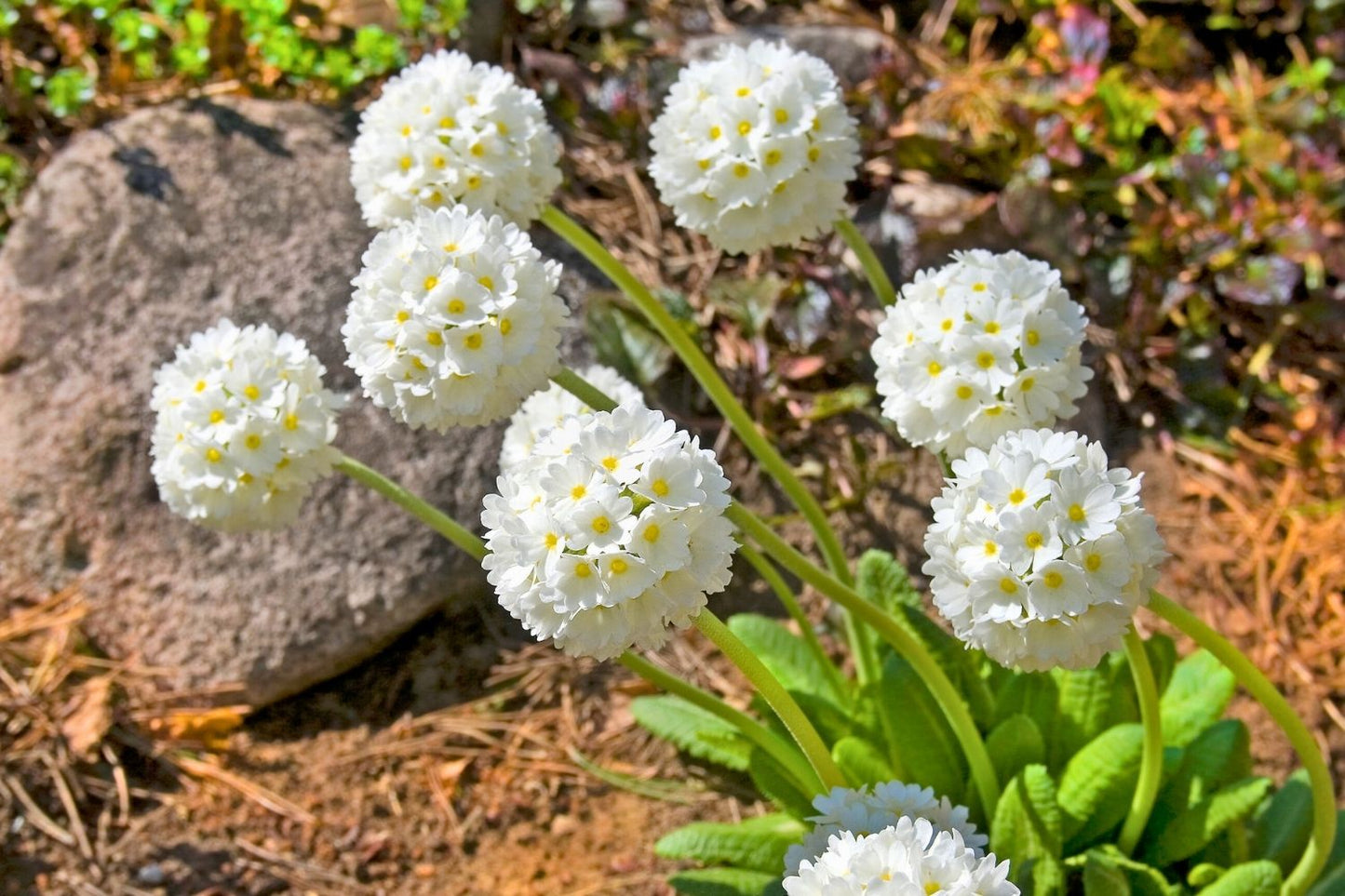 Primula denticulata 'Alba' (Kugel-Primel)