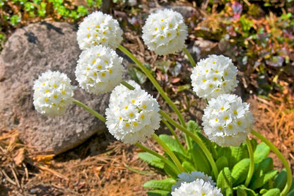 Primula denticulata 'Alba' (Kugel-Primel)