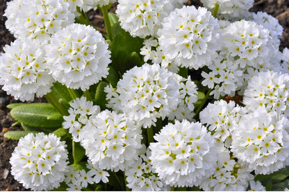 Primula denticulata 'Alba' (Kugel-Primel)