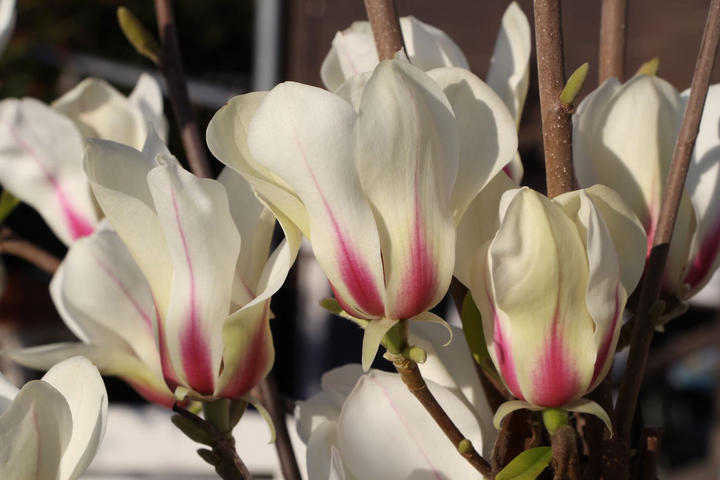 Magnolia 'Sunrise' Magnolie