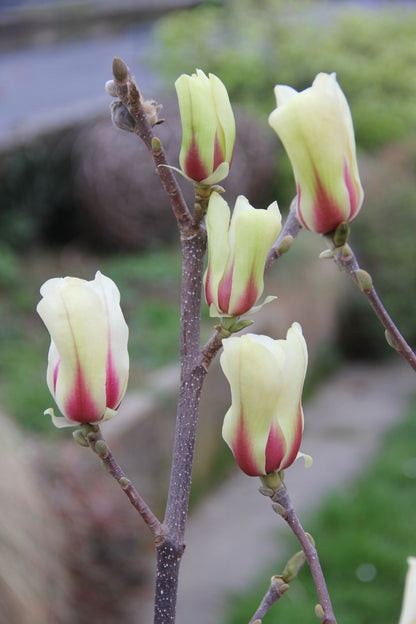 Magnolia 'Sunrise' (Magnolie)