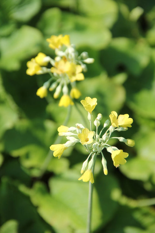 Primula florindae Tibetische Glocken-Schlüsselblume