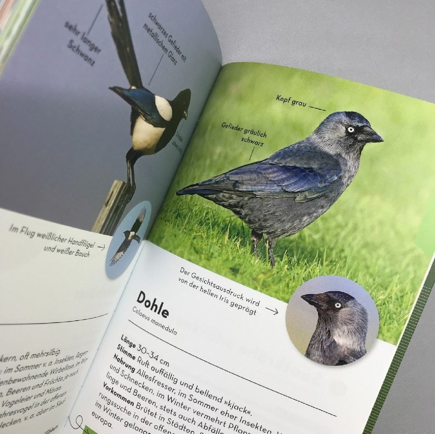 Basic Vögel (Volker Dierschke)