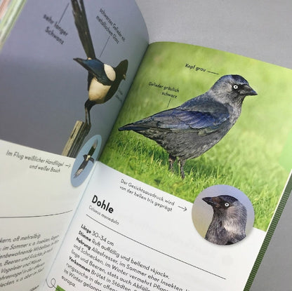 Basic Vögel (Volker Dierschke)