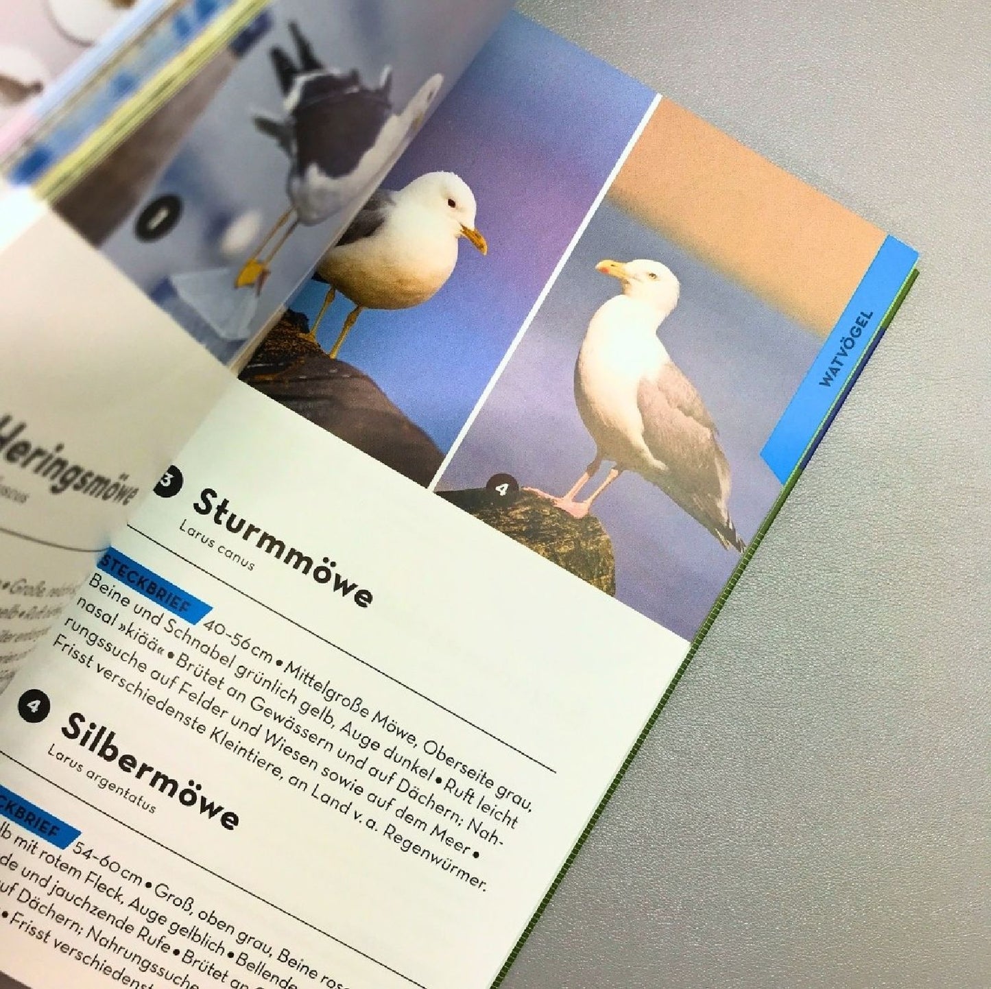 Basic Vögel (Volker Dierschke)