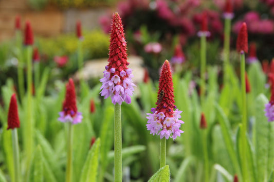 Primula vialii Orchideen-Schlüsselblume