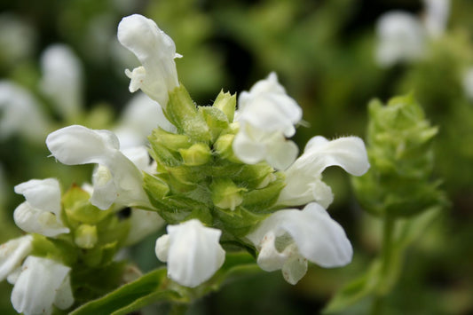 Prunella grandiflora 'Alba' Großblütige Braunelle