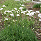 Armeria maritima 'Alba' (Garten-Grasnelke)