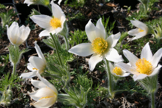 Pulsatilla vulgaris 'Alba' Weißblühende Kuhschelle | Küchenschelle