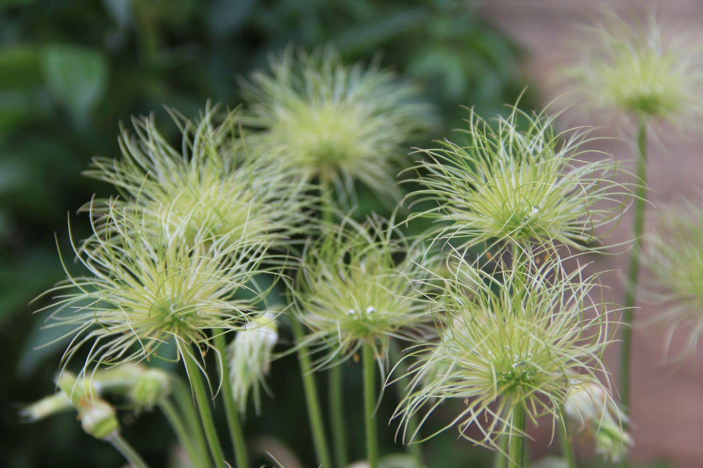 Pulsatilla vulgaris 'Alba' (Weißblühende Kuhschelle | Küchenschelle)