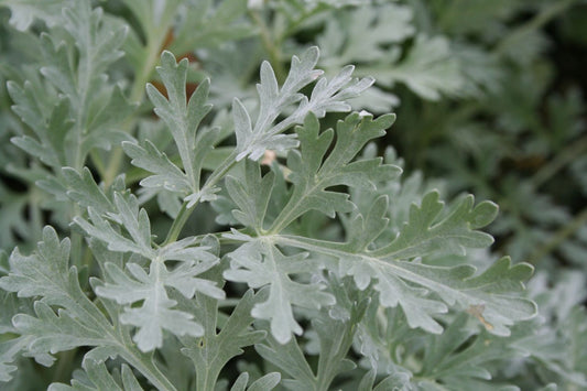 Artemisia absinthium 'Lambrook Silver' Silbriger Garten-Wermut