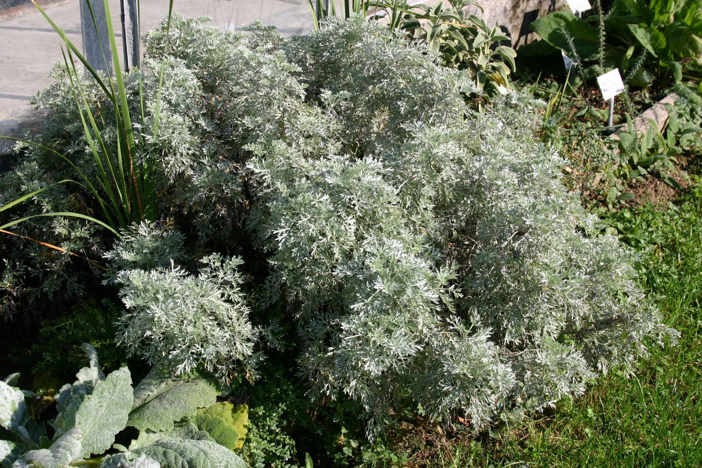 Artemisia absinthium 'Lambrook Silver' (Silbriger Garten-Wermut)