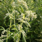 Artemisia lactiflora Weißblühender China-Beifuß