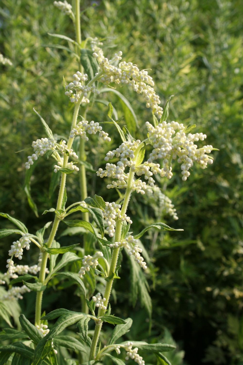 Artemisia lactiflora Weißblühender China-Beifuß