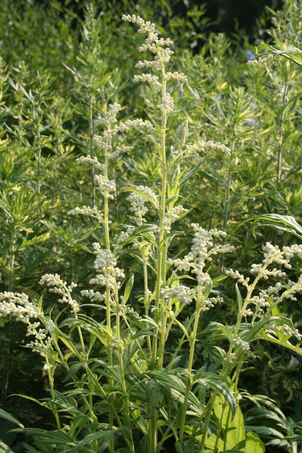 Artemisia lactiflora (Weißblühender China-Beifuß)