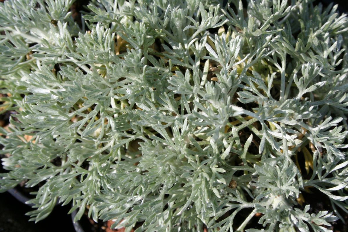 Artemisia schmidtiana 'Nana' (Zwergiger Beifuß | Silberraute) - P 0,5