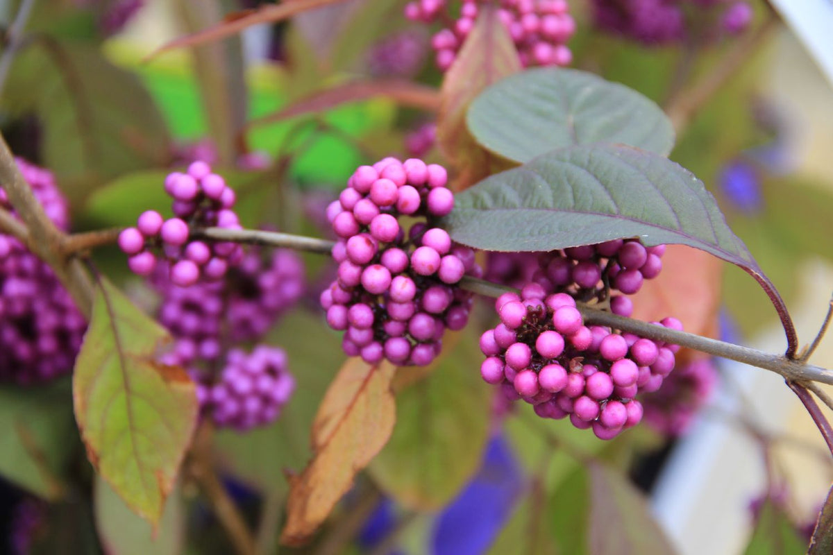 Callicarpa bodinieri 'Profusion' (Schönfrucht; Liebesperlenstrauch) - C