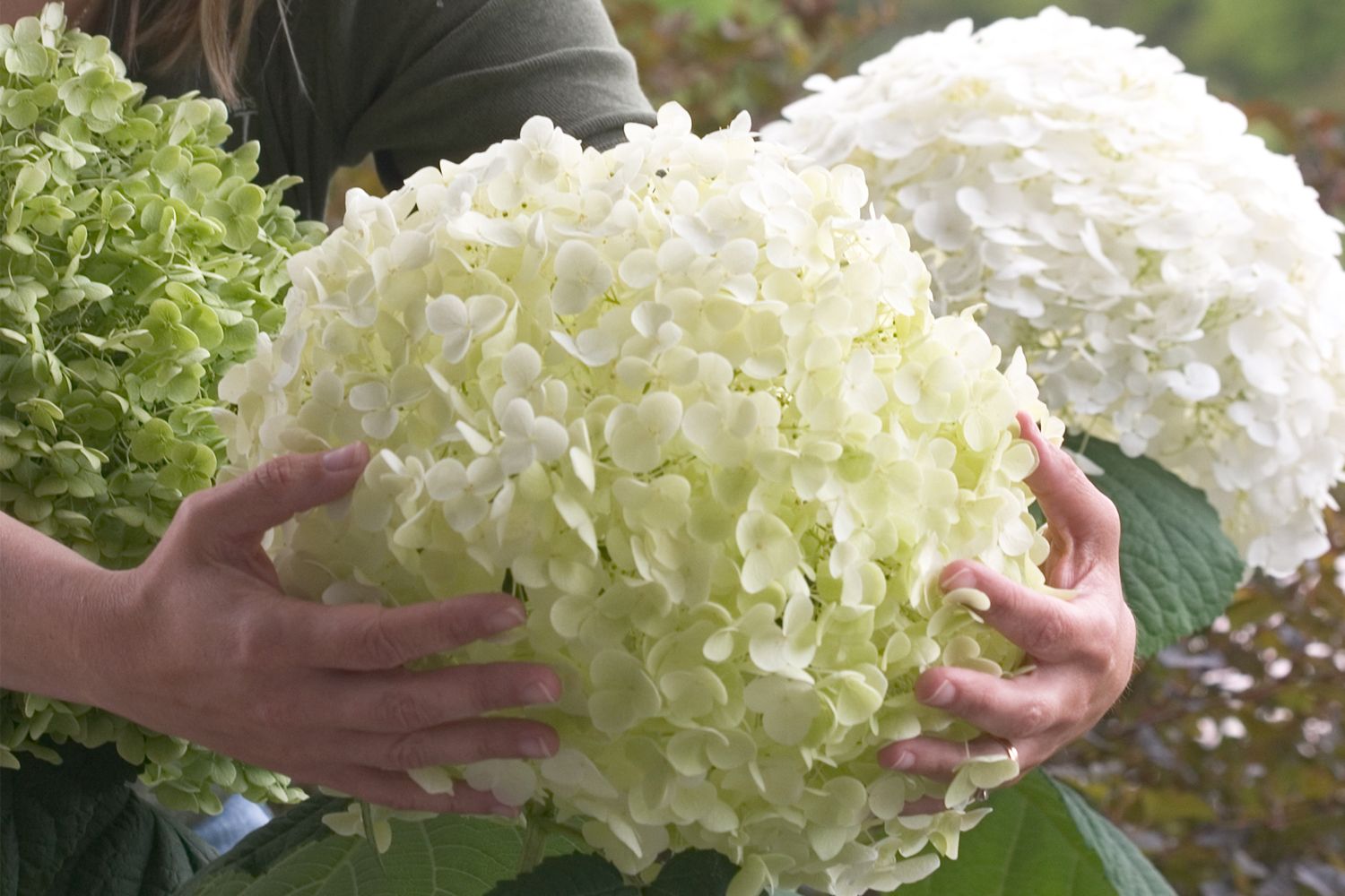 Hydrangea arborescens 'Strong Annabelle' ® Ballhortensie