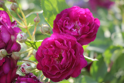 Rose 'Rosengarten Zweibrücken' Kletterrose