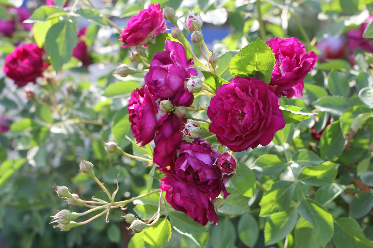 Rose 'Rosengarten Zweibrücken' (Kletterrose)